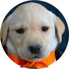 英国ラブラドールの子犬